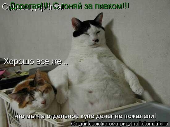 Дорогая!!!! С гоняй за пивком!!!... Котоматрица: Дорогая!!!! С гоняй за пивком!!!