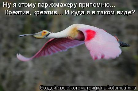 Ну я этому парихмахеру припомню... Креатив, креатив... И куда я в таком виде?... Котоматрица: Ну я этому парихмахеру припомню... Креатив, креатив... И куда я в таком виде?