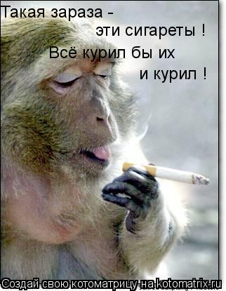 Такая зараза - эти сигареты ! Всё курил бы их и курил !... Котоматрица: Такая зараза - эти сигареты ! Всё курил бы их и курил !