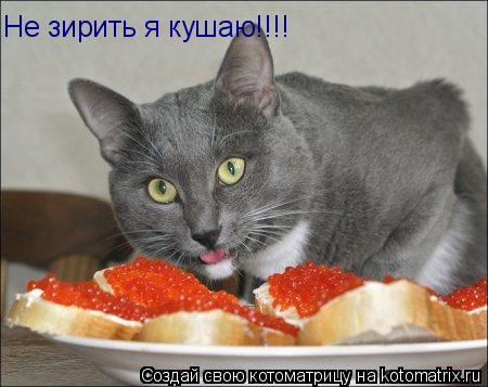 Не зирить я кушаю!!!!... Котоматрица: Не зирить я кушаю!!!!