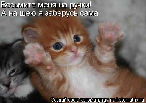 Возьмите меня на ручки! А на шею я заберусь сама.... Котоматрица: Возьмите меня на ручки! А на шею я заберусь сама.