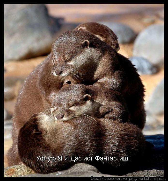 Уф-уф Я Я Дас ист Фантастиш !... Котоматрица: Уф-уф Я Я Дас ист Фантастиш !