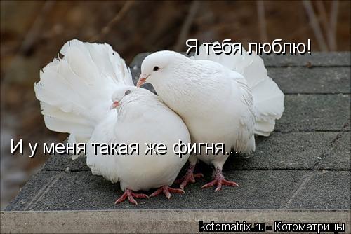 Я тебя люблю! И у меня такая же фигня...... Котоматрица: Я тебя люблю! И у меня такая же фигня...