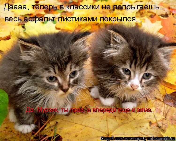 Даааа, теперь в классики не попрыгаешь... весь асфальт листиками покрылся... Да, Мурзик, ты прав, а в... Котоматрица: Даааа, теперь в классики не попрыгаешь... весь асфальт листиками покрылся... Да, Мурзик, ты прав, а впереди еще и зима...