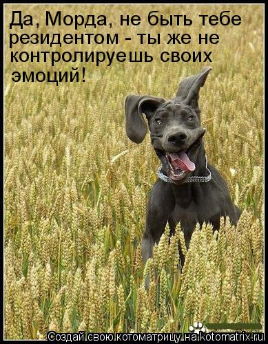 Да, Морда, не быть тебе резидентом - ты же не контролируешь своих эмоций!... Котоматрица: Да, Морда, не быть тебе резидентом - ты же не контролируешь своих эмоций!