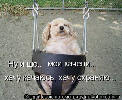 Ну и шо... мои качели... хачу качаюсь, хачу охраняю...... Котоматрица: Ну и шо... мои качели... хачу качаюсь, хачу охраняю...