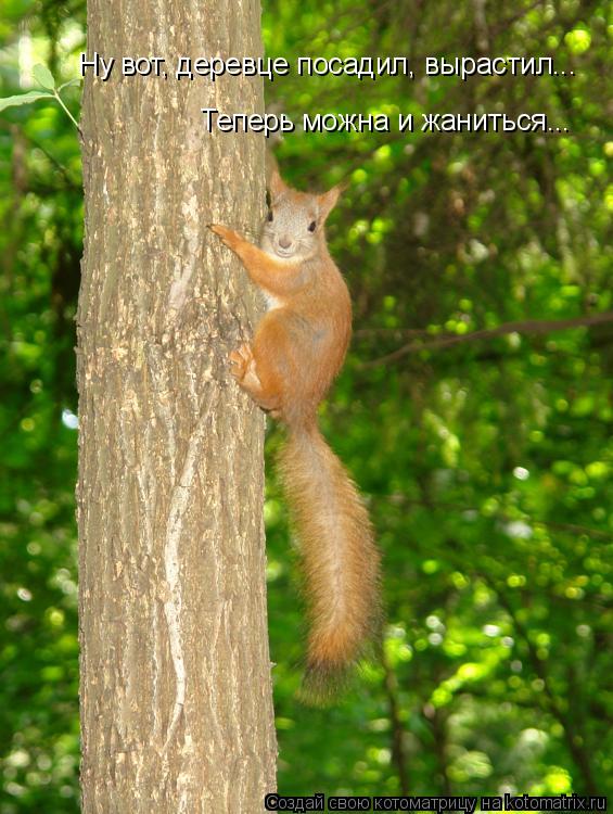 Ну вот, деревце посадил, вырастил... Теперь можна и жаниться...... Котоматрица: Ну вот, деревце посадил, вырастил... Теперь можна и жаниться...