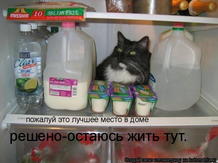 пожалуй это лучшее место в доме решено-остаюсь жить тут.... Котоматрица: пожалуй это лучшее место в доме решено-остаюсь жить тут.