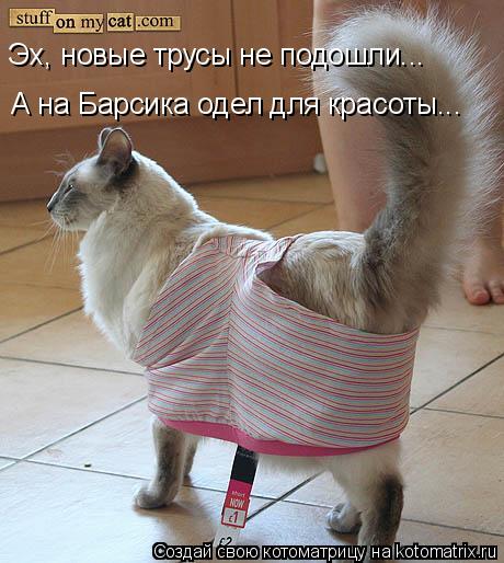 Эх, новые трусы не подошли... А на Барсика одел для красоты...... Котоматрица: Эх, новые трусы не подошли... А на Барсика одел для красоты...