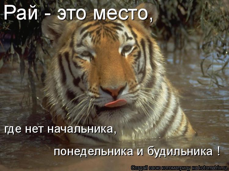 Рай - это место, где нет начальника, понедельника и будильника !... Котоматрица: Рай - это место, где нет начальника, понедельника и будильника !
