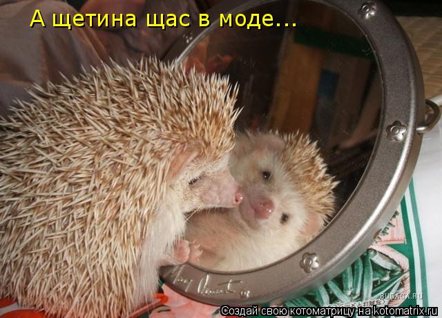 А щетина щас в моде...... Котоматрица: А щетина щас в моде...