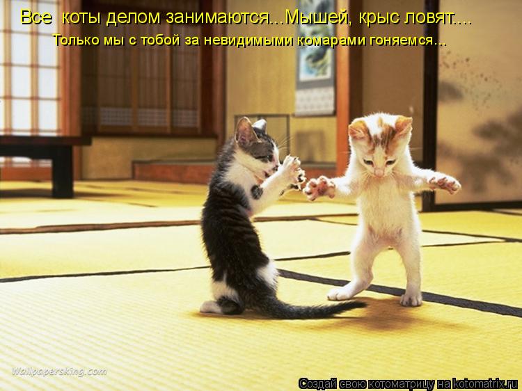 Все коты делом занимаются...Мышей, крыс ловят.... Только мы с тобой за невидимыми комарами гоняемся.... Котоматрица: Все коты делом занимаются...Мышей, крыс ловят.... Только мы с тобой за невидимыми комарами гоняемся...