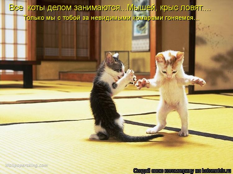 Котоматрица: Все  коты делом занимаются...Мышей, крыс ловят.... Только мы с тобой за невидимыми комарами гоняемся...