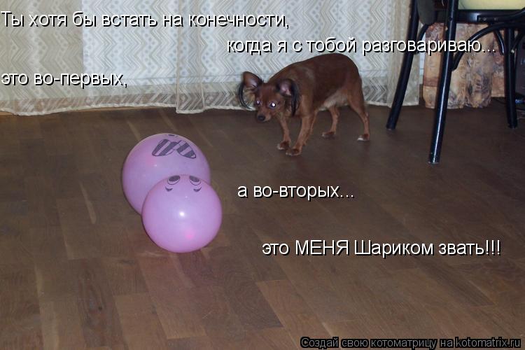 Ты хотя бы встать на конечности, когда я с тобой разговариваю... это во-первых, а во-вторых... это М... Котоматрица: Ты хотя бы встать на конечности, когда я с тобой разговариваю... это во-первых, а во-вторых... это МЕНЯ Шариком звать!!!