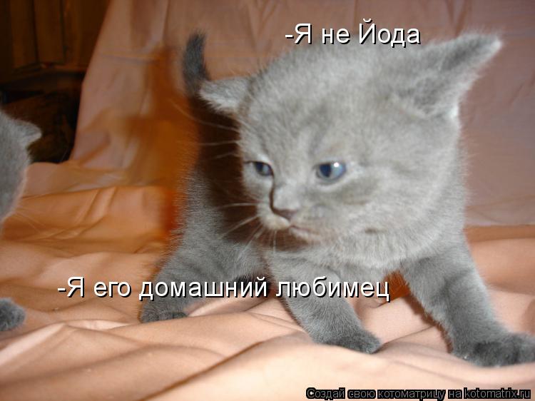 -Я не Йода -Я его домашний любимец... Котоматрица: -Я не Йода -Я его домашний любимец