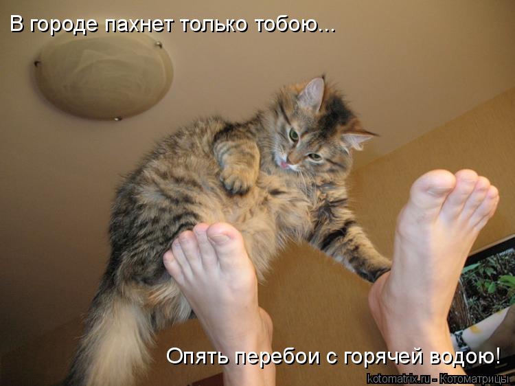 В городе пахнет только тобою... Опять перебои с горячей водою!... Котоматрица: В городе пахнет только тобою... Опять перебои с горячей водою!