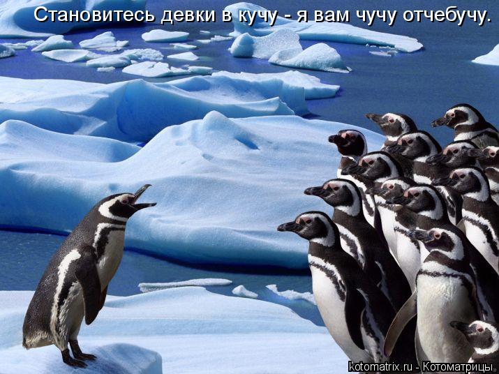 Становитесь девки в кучу - я вам чучу отчебучу.... Котоматрица: Становитесь девки в кучу - я вам чучу отчебучу.