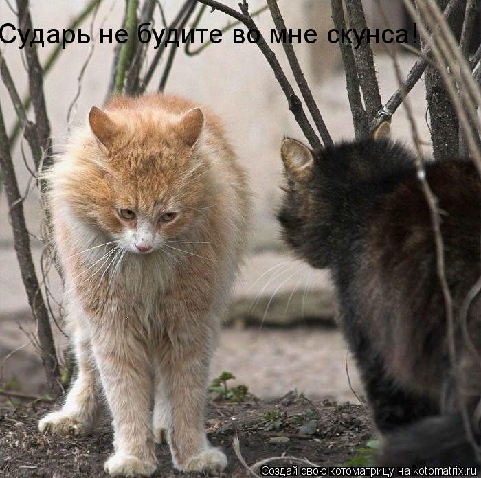 Сударь не будите во мне скунса!... Котоматрица: Сударь не будите во мне скунса!