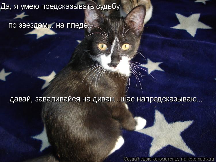 давай, заваливайся на диван...щас напредсказываю... Да, я умею предсказывать судьбу по звездам... на ... Котоматрица: давай, заваливайся на диван...щас напредсказываю... Да, я умею предсказывать судьбу по звездам... на пледе...