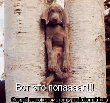 Вот это попаааал!!!... Котоматрица: Вот это попаааал!!!