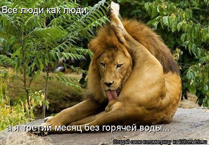 Все люди как люди, а я третий месяц без горячей воды...... Котоматрица: Все люди как люди, а я третий месяц без горячей воды...