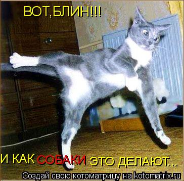 ВОТ,БЛИН!!! И КАК СОБАКИ ЭТО ДЕЛАЮТ...... Котоматрица: ВОТ,БЛИН!!! И КАК СОБАКИ ЭТО ДЕЛАЮТ...