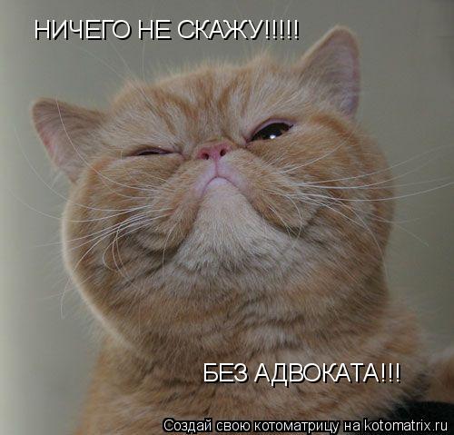 НИЧЕГО НЕ СКАЖУ!!!!! БЕЗ АДВОКАТА!!!... Котоматрица: НИЧЕГО НЕ СКАЖУ!!!!! БЕЗ АДВОКАТА!!!