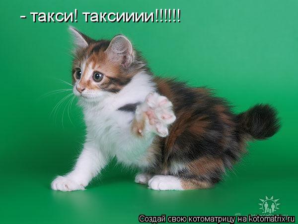 Котоматрица: - такси! таксииии!!!!!!