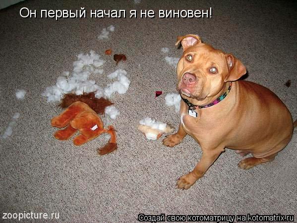 Он первый начал я не виновен!... Котоматрица: Он первый начал я не виновен!
