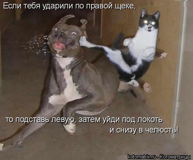 Если тебя ударили по правой щеке, то подставь левую, затем уйди под локоть и снизу в челюсть!... Котоматрица: Если тебя ударили по правой щеке, то подставь левую, затем уйди под локоть и снизу в челюсть!