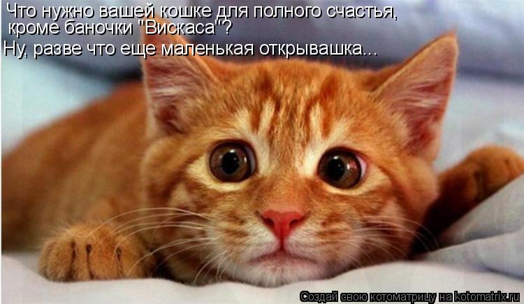 Что нужно вашей кошке для полного счастья, кроме баночки "Вискаса"? Ну, разве что еще маленькая откры... Котоматрица: Что нужно вашей кошке для полного счастья, кроме баночки "Вискаса"? Ну, разве что еще маленькая открывашка...