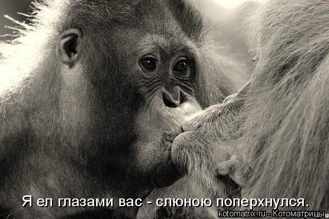 Я ел глазами вас - слюною поперхнулся.... Котоматрица: Я ел глазами вас - слюною поперхнулся.