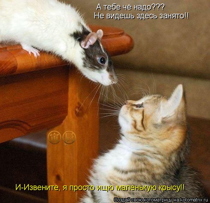 А тебе чё надо??? Не видешь здесь занято!! И-Извените, я просто ищю маленькую крысу!!... Котоматрица: А тебе чё надо??? Не видешь здесь занято!! И-Извените, я просто ищю маленькую крысу!!