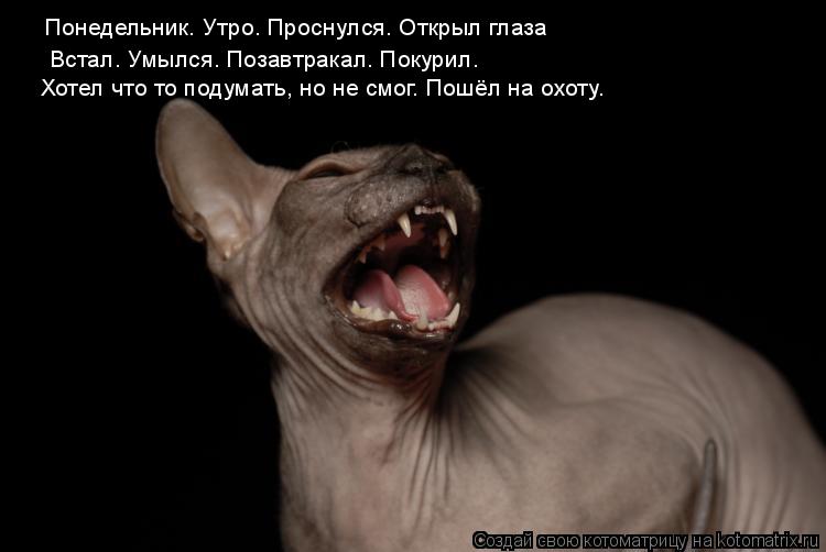 Понедельник. Утро. Проснулся. Открыл глаза Встал. Умылся. Позавтракал. Покурил. Хотел что то подумать... Котоматрица: Понедельник. Утро. Проснулся. Открыл глаза Встал. Умылся. Позавтракал. Покурил. Хотел что то подумать, но не смог. Пошёл на охоту.