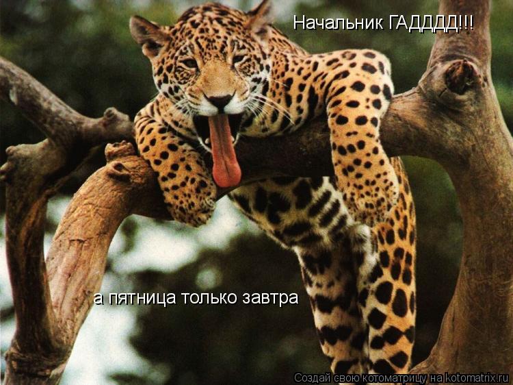 Начальник ГАДДДД!!! а пятница только завтра... Котоматрица: Начальник ГАДДДД!!! а пятница только завтра