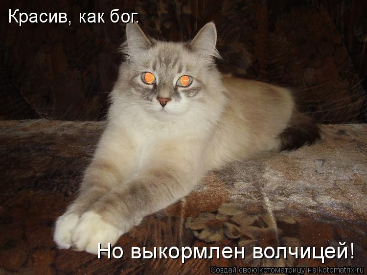 Красив, как бог. Но выкормлен волчицей!... Котоматрица: Красив, как бог. Но выкормлен волчицей!