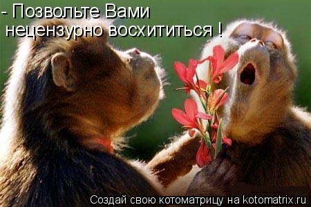 - Позвольте Вами нецензурно восхититься !... Котоматрица: - Позвольте Вами нецензурно восхититься !