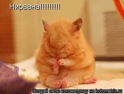 Нирвана!!!!!!!!!... Котоматрица: Нирвана!!!!!!!!!