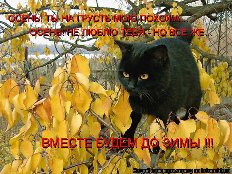 ОСЕНЬ! ТЫ НА ГРУСТЬ МОЮ ПОХОЖА... ОСЕНЬ! НЕ ЛЮБЛЮ ТЕБЯ - НО ВСЕ ЖЕ... ВМЕСТЕ БУДЕМ ДО ЗИМЫ !!!... Котоматрица: ОСЕНЬ! ТЫ НА ГРУСТЬ МОЮ ПОХОЖА... ОСЕНЬ! НЕ ЛЮБЛЮ ТЕБЯ - НО ВСЕ ЖЕ... ВМЕСТЕ БУДЕМ ДО ЗИМЫ !!!