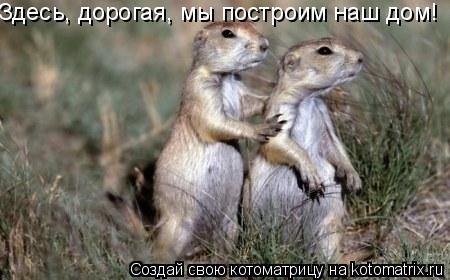 Здесь, дорогая, мы построим наш дом!... Котоматрица: Здесь, дорогая, мы построим наш дом!