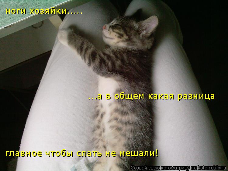 ноги хозяйки..... а в общем какая разница ноги хозяйки..... ...а в общем какая разница главное чтоб... Котоматрица: ноги хозяйки..... а в общем какая разница ноги хозяйки..... ...а в общем какая разница главное чтобы спать не мешали!