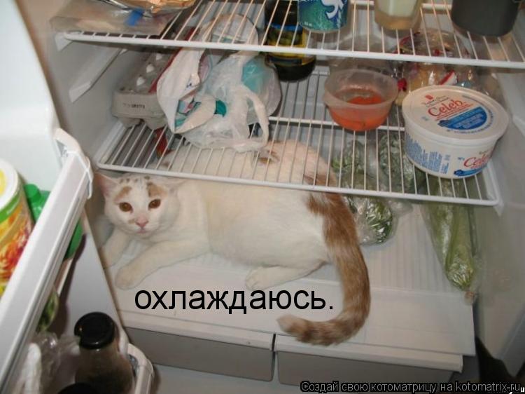 охлаждаюсь.... Котоматрица: охлаждаюсь.
