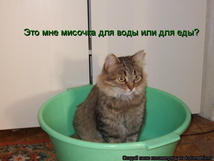 Это мне мисочка для воды или для еды?... Котоматрица: Это мне мисочка для воды или для еды?