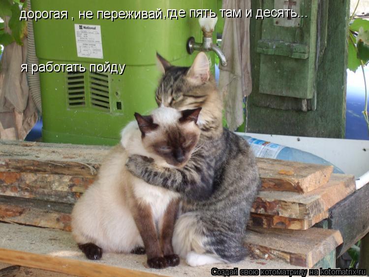 дорогая , не переживай ,где пять там и десять... я работать пойду... Котоматрица: дорогая , не переживай ,где пять там и десять... я работать пойду