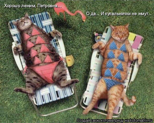 Хорошо лежим, Петровна... О да... И купальнички не жмут...... Котоматрица: Хорошо лежим, Петровна... О да... И купальнички не жмут...