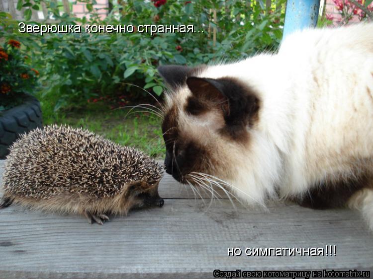 Зверюшка конечно странная... но симпатичная!!!... Котоматрица: Зверюшка конечно странная... но симпатичная!!!