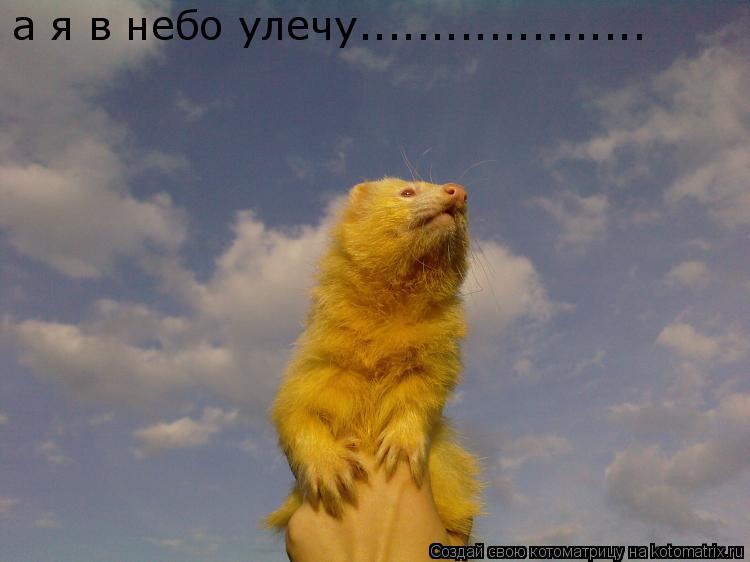 а я в небо улечу....................... Котоматрица: а я в небо улечу....................