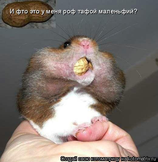 И фто это у меня роф тафой маленьфий?... Котоматрица: И фто это у меня роф тафой маленьфий?