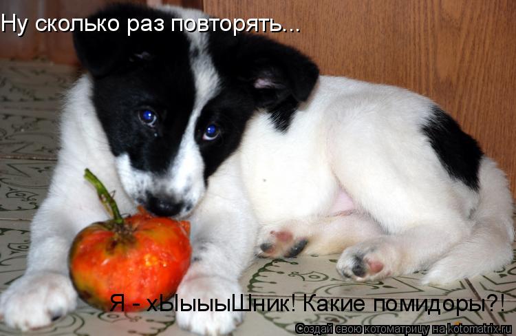 Ну сколько раз повторять... Я - хЫыыыШник! Какие помидоры?!... Котоматрица: Ну сколько раз повторять... Я - хЫыыыШник! Какие помидоры?!