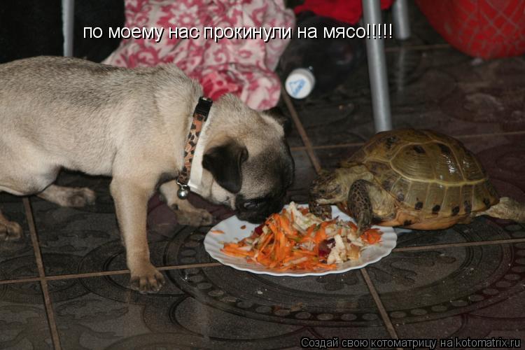 по моему нас прокинули на мясо!!!!!... Котоматрица: по моему нас прокинули на мясо!!!!!